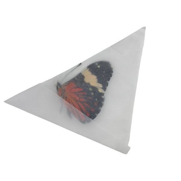 The Red Cracker Butterfly (Hamadryas amphinome) - TaxidermyArtistry