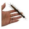 The Vietnamese Jungle orange-legged Centipede (scolopendra subspinipes) - TaxidermyArtistry The Vietnamese Jungle orange-legged Centipede (scolopendra subspinipes) - TaxidermyArtistry