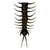 The Vietnamese Jungle orange-legged Centipede (scolopendra subspinipes) - TaxidermyArtistry The Vietnamese Jungle orange-legged Centipede (scolopendra subspinipes) - TaxidermyArtistry