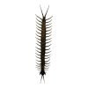 The Vietnamese Jungle orange-legged Centipede (scolopendra subspinipes) - TaxidermyArtistry The Vietnamese Jungle orange-legged Centipede (scolopendra subspinipes) - TaxidermyArtistry