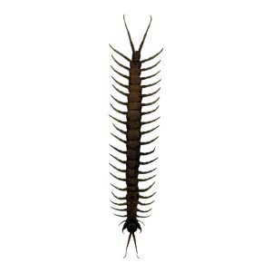 The Vietnamese Jungle orange-legged Centipede (scolopendra subspinipes) - TaxidermyArtistry
