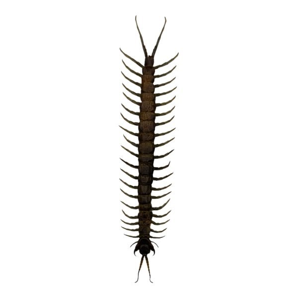 The Vietnamese Jungle orange-legged Centipede (scolopendra subspinipes) - TaxidermyArtistry The Vietnamese Jungle orange-legged Centipede (scolopendra subspinipes) - TaxidermyArtistry