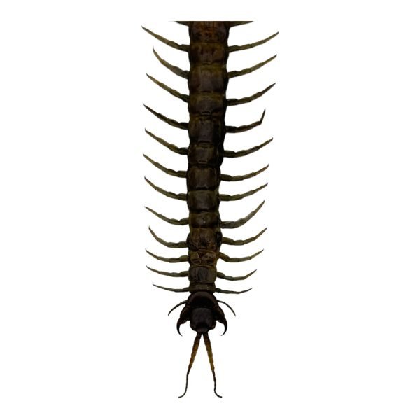 The Vietnamese Jungle orange-legged Centipede (scolopendra subspinipes) - TaxidermyArtistry The Vietnamese Jungle orange-legged Centipede (scolopendra subspinipes) - TaxidermyArtistry