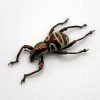 The Weevil Beetle (pachyrrhynchus speciosus) - TaxidermyArtistry The Weevil Beetle (pachyrrhynchus speciosus) - TaxidermyArtistry