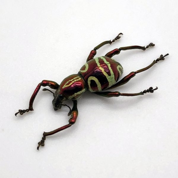 The Weevil Beetle (pachyrrhynchus speciosus) - TaxidermyArtistry The Weevil Beetle (pachyrrhynchus speciosus) - TaxidermyArtistry
