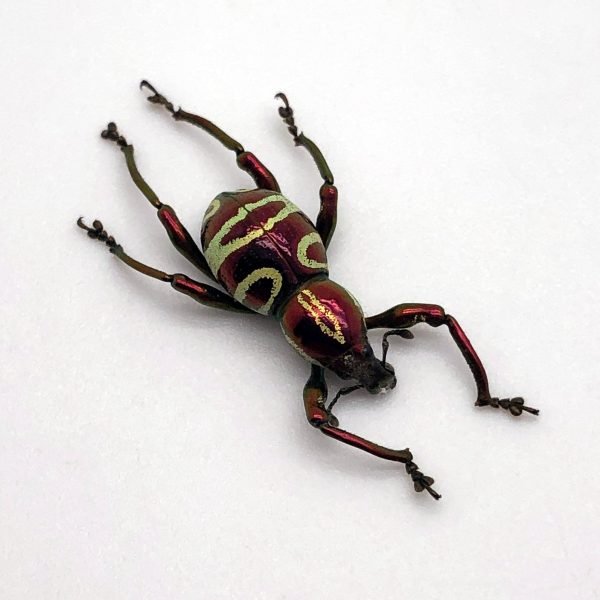 The Weevil Beetle (pachyrrhynchus speciosus) - TaxidermyArtistry The Weevil Beetle (pachyrrhynchus speciosus) - TaxidermyArtistry