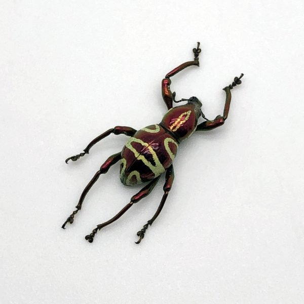 The Weevil Beetle (pachyrrhynchus speciosus) - TaxidermyArtistry The Weevil Beetle (pachyrrhynchus speciosus) - TaxidermyArtistry