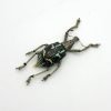 The Weevil Beetle (rhinoscapha insignis) - TaxidermyArtistry The Weevil Beetle (rhinoscapha insignis) - TaxidermyArtistry