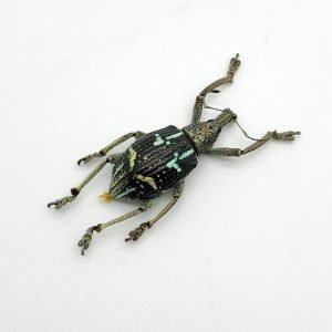 The Weevil Beetle (rhinoscapha insignis) - TaxidermyArtistry