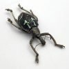 The Weevil Beetle (rhinoscapha insignis) - TaxidermyArtistry The Weevil Beetle (rhinoscapha insignis) - TaxidermyArtistry