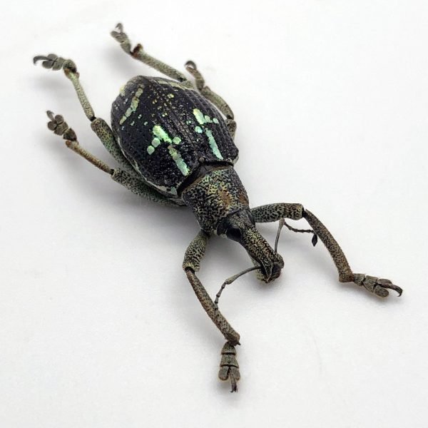 The Weevil Beetle (rhinoscapha insignis) - TaxidermyArtistry The Weevil Beetle (rhinoscapha insignis) - TaxidermyArtistry