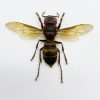 The Yellow-vented Hornet (Vespa analis analis) - TaxidermyArtistry The Yellow-vented Hornet (Vespa analis analis) - TaxidermyArtistry