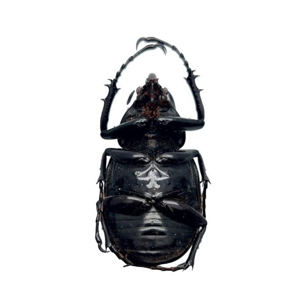 Three Horned Rhinoceros Beetle (Chalcosoma caucasus janssensi) - TaxidermyArtistry Three Horned Rhinoceros Beetle (Chalcosoma caucasus janssensi) - TaxidermyArtistry