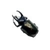 Three Horned Rhinoceros Beetle (Chalcosoma caucasus janssensi) - TaxidermyArtistry Three Horned Rhinoceros Beetle (Chalcosoma caucasus janssensi) - TaxidermyArtistry
