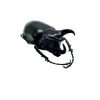 Three Horned Rhinoceros Beetle (Chalcosoma caucasus janssensi) - TaxidermyArtistry Three Horned Rhinoceros Beetle (Chalcosoma caucasus janssensi) - TaxidermyArtistry