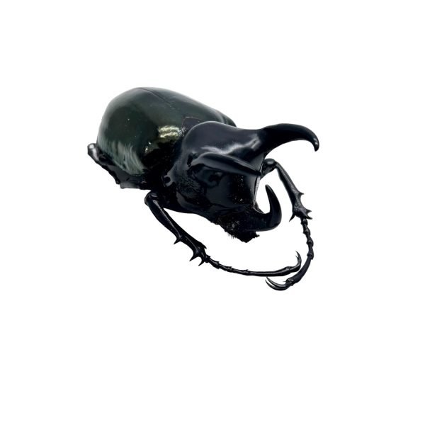 Three Horned Rhinoceros Beetle (Chalcosoma caucasus janssensi) - TaxidermyArtistry Three Horned Rhinoceros Beetle (Chalcosoma caucasus janssensi) - TaxidermyArtistry