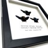 Triple Tropical Carpenter Bees (Xylocopa sp.) Frame - TaxidermyArtistry Triple Tropical Carpenter Bees (Xylocopa sp.) Frame - TaxidermyArtistry