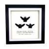 Triple Tropical Carpenter Bees (Xylocopa sp.) Frame - TaxidermyArtistry Triple Tropical Carpenter Bees (Xylocopa sp.) Frame - TaxidermyArtistry