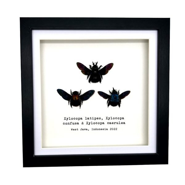 Triple Tropical Carpenter Bees (Xylocopa sp.) Frame - TaxidermyArtistry Triple Tropical Carpenter Bees (Xylocopa sp.) Frame - TaxidermyArtistry