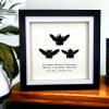 Triple Tropical Carpenter Bees (Xylocopa sp.) Frame - TaxidermyArtistry Triple Tropical Carpenter Bees (Xylocopa sp.) Frame - TaxidermyArtistry