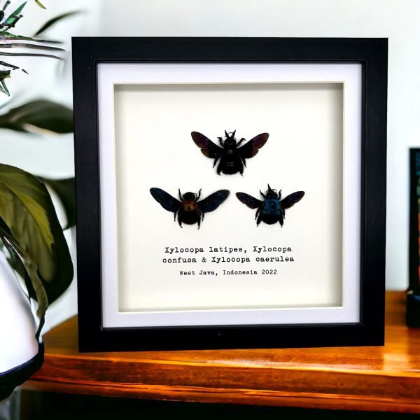 Triple Tropical Carpenter Bees (Xylocopa sp.) Frame - TaxidermyArtistry Triple Tropical Carpenter Bees (Xylocopa sp.) Frame - TaxidermyArtistry
