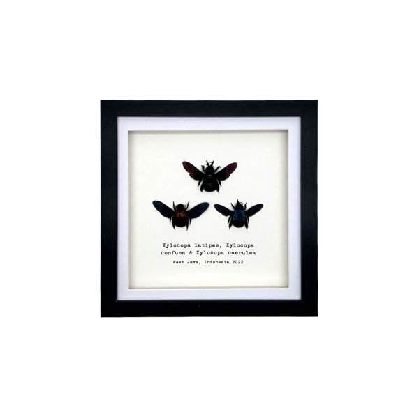 Triple Tropical Carpenter Bees (Xylocopa sp.) Frame - TaxidermyArtistry Triple Tropical Carpenter Bees (Xylocopa sp.) Frame - TaxidermyArtistry