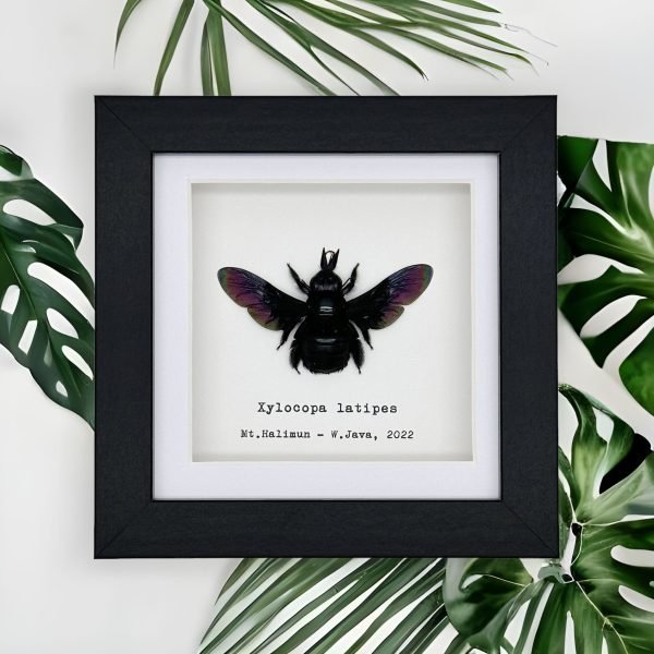 Tropical Carpenter Bee (Xylocopa latipes) Framed Specimen - TaxidermyArtistry Tropical Carpenter Bee (Xylocopa latipes) Framed Specimen - TaxidermyArtistry