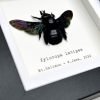 Tropical Carpenter Bee (Xylocopa latipes) Framed Specimen - TaxidermyArtistry Tropical Carpenter Bee (Xylocopa latipes) Framed Specimen - TaxidermyArtistry