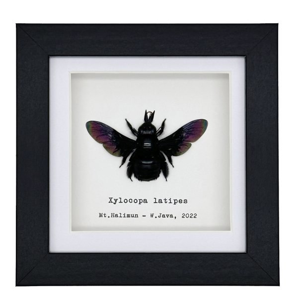 Tropical Carpenter Bee (Xylocopa latipes) Framed Specimen - TaxidermyArtistry Tropical Carpenter Bee (Xylocopa latipes) Framed Specimen - TaxidermyArtistry