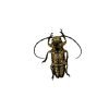 Tropical Longhorn Beetle, Longicorn (Milothris irrorata) - TaxidermyArtistry