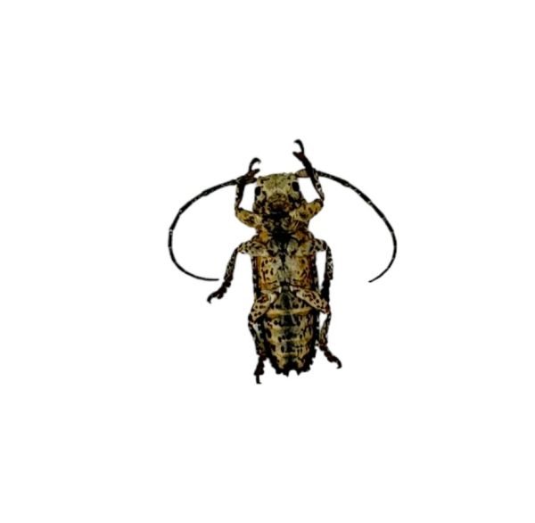 Tropical Longhorn Beetle, Longicorn (Milothris irrorata) - TaxidermyArtistry