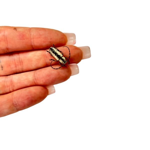 Tropical Longhorn Beetle, Longicorn (Milothris irrorata) - TaxidermyArtistry