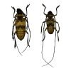 Tropical Longhorn Beetle PAIR M F, Longicorn (Nemophas rosenbergi) - TaxidermyArtistry Tropical Longhorn Beetle PAIR M F, Longicorn (Nemophas rosenbergi) - TaxidermyArtistry
