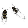 Tropical Longhorn Beetle PAIR M F, Longicorn (Nemophas rosenbergi) - TaxidermyArtistry Tropical Longhorn Beetle PAIR M F, Longicorn (Nemophas rosenbergi) - TaxidermyArtistry