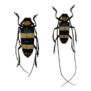 Tropical Longhorn Beetle PAIR M F, Longicorn (Nemophas rosenbergi) - TaxidermyArtistry