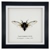 True Bug Cicada (cryptotympana acuta) Framed Specimen - TaxidermyArtistry True Bug Cicada (cryptotympana acuta) Framed Specimen - TaxidermyArtistry