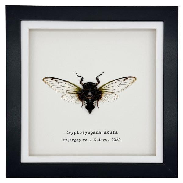 True Bug Cicada (cryptotympana acuta) Framed Specimen - TaxidermyArtistry True Bug Cicada (cryptotympana acuta) Framed Specimen - TaxidermyArtistry