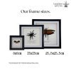 True Bug Cicada (cryptotympana acuta) Framed Specimen - TaxidermyArtistry True Bug Cicada (cryptotympana acuta) Framed Specimen - TaxidermyArtistry