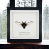 True Bug Cicada (cryptotympana acuta) Framed Specimen - TaxidermyArtistry True Bug Cicada (cryptotympana acuta) Framed Specimen - TaxidermyArtistry