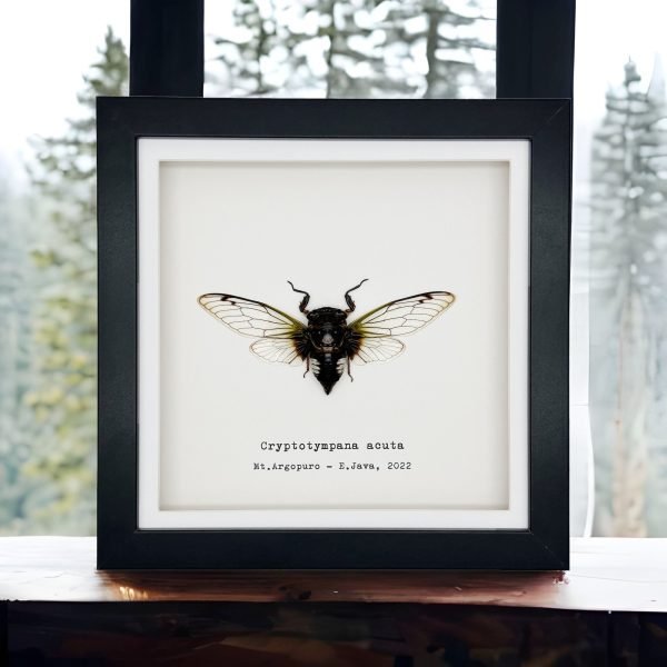 True Bug Cicada (cryptotympana acuta) Framed Specimen - TaxidermyArtistry True Bug Cicada (cryptotympana acuta) Framed Specimen - TaxidermyArtistry