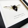 True Bug Cicada (cryptotympana acuta) Framed Specimen - TaxidermyArtistry True Bug Cicada (cryptotympana acuta) Framed Specimen - TaxidermyArtistry