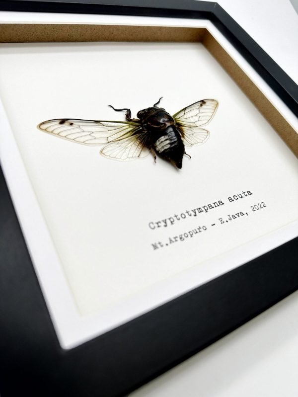 True Bug Cicada (cryptotympana acuta) Framed Specimen - TaxidermyArtistry True Bug Cicada (cryptotympana acuta) Framed Specimen - TaxidermyArtistry