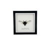 True Bug Cicada (cryptotympana acuta) Framed Specimen - TaxidermyArtistry True Bug Cicada (cryptotympana acuta) Framed Specimen - TaxidermyArtistry