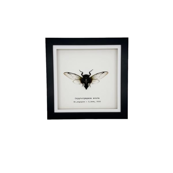 True Bug Cicada (cryptotympana acuta) Framed Specimen - TaxidermyArtistry True Bug Cicada (cryptotympana acuta) Framed Specimen - TaxidermyArtistry