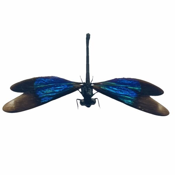 Turquoise Damselfly (Euphaea refulgens) (M) Specimen - TaxidermyArtistry