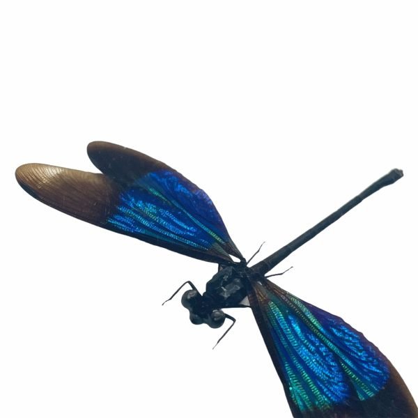 Turquoise Damselfly (Euphaea refulgens) (M) Specimen - TaxidermyArtistry