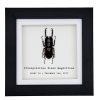 Two-Colour Longjaw Beetle (Prosopocoilus bison magnificus) Framed Specimen - TaxidermyArtistry Two-Colour Longjaw Beetle (Prosopocoilus bison magnificus) Framed Specimen - TaxidermyArtistry