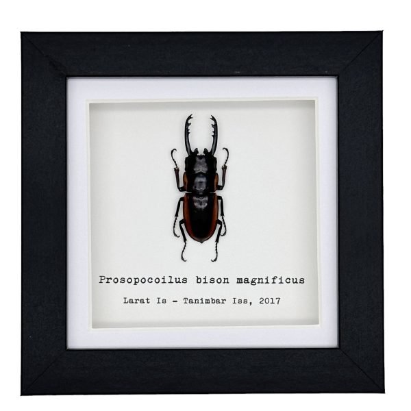 Two-Colour Longjaw Beetle (Prosopocoilus bison magnificus) Framed Specimen - TaxidermyArtistry Two-Colour Longjaw Beetle (Prosopocoilus bison magnificus) Framed Specimen - TaxidermyArtistry