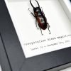 Two-Colour Longjaw Beetle (Prosopocoilus bison magnificus) Framed Specimen - TaxidermyArtistry Two-Colour Longjaw Beetle (Prosopocoilus bison magnificus) Framed Specimen - TaxidermyArtistry