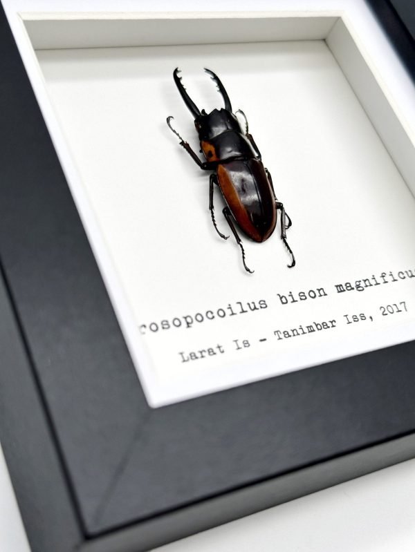 Two-Colour Longjaw Beetle (Prosopocoilus bison magnificus) Framed Specimen - TaxidermyArtistry Two-Colour Longjaw Beetle (Prosopocoilus bison magnificus) Framed Specimen - TaxidermyArtistry